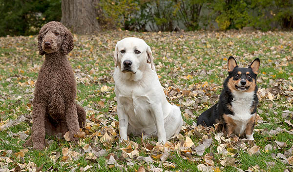 Dog Training Classes