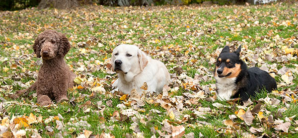 Dog Training - Down Stay