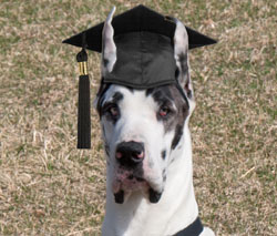 Dog Training - Great Dane