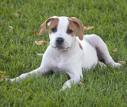 Dog Training - Pit Bull Puppy