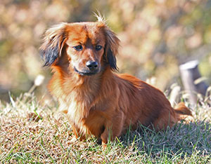 Dog Training - Dachsund